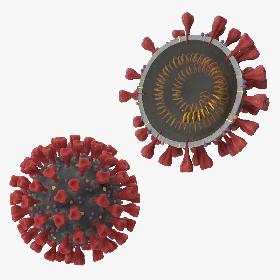 Novel Coronavirus Collection 3D model